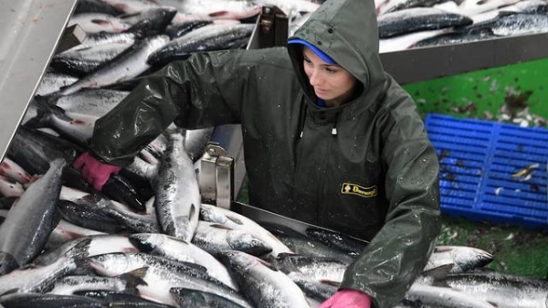 大连海关下禁令，俄副总理责令下属快想办法：恢复对华鱼产品出口-4.jpg