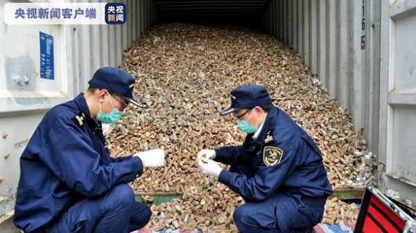 海关去年截获检疫性有害生物6.95万次-3.jpg