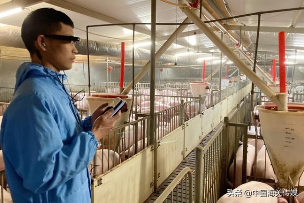 与猪猪不“见面”！海关监管用上AR眼镜-1.jpg