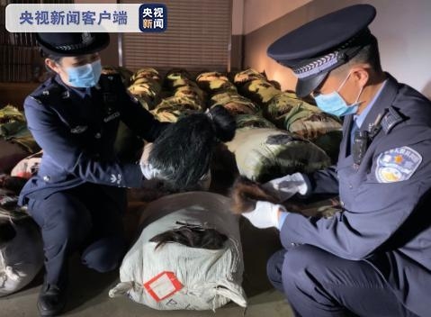 昆明海关破获特大人体毛发走私入境案件 案值1.5亿元-1.jpg