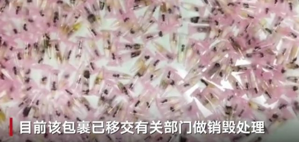 海关查获名为“牙科耗材”的包裹 打开竟是密密麻麻406只活蚂蚁-1.jpg