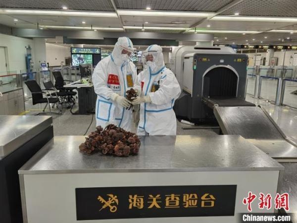 成都：旅客从柬埔寨回国携带1.6公斤野生干灵芝被海关查获-1.jpg
