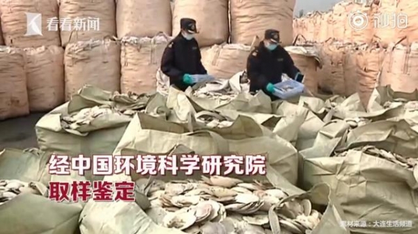 1423余吨“扇贝壳”散发异味 海关一查全是洋垃圾-4.jpg