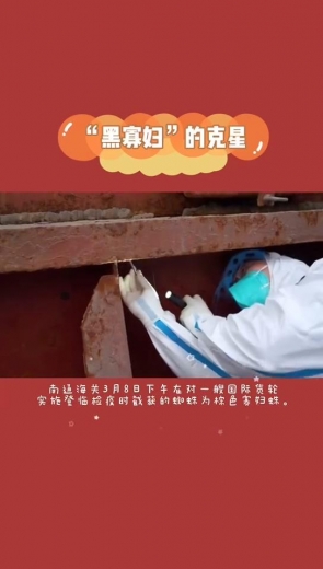 一网打尽！海关查获21只活体棕色寡妇蛛-3.jpg