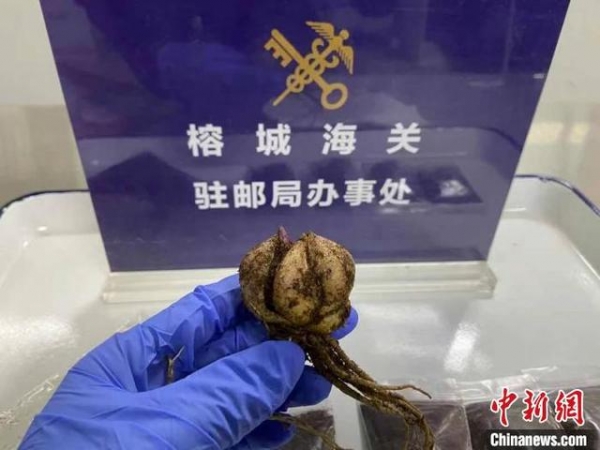 “胶制玩具”秒变百合？福州海关查获93克百合球茎-1.jpg