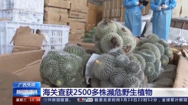 没有进出口出入证 这些濒危野生植物禁止出境-1.jpg