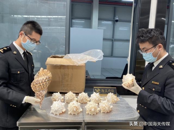 砗磲、大法螺等不是你想寄就能寄的-2.jpg