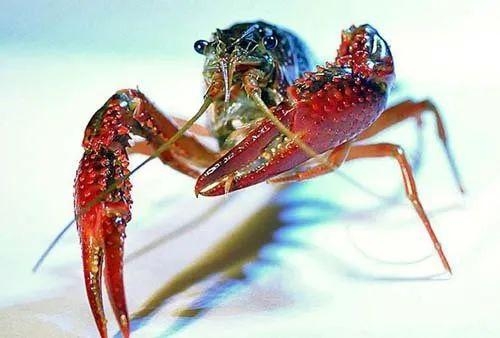国门生物安全｜海关提醒：这种行为将入刑！-11.jpg