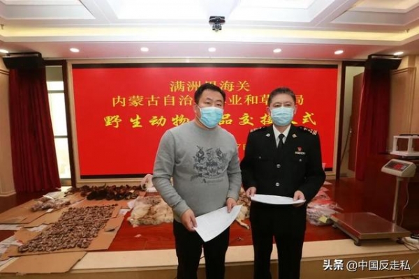【中国反走私】660件！满洲里海关移交查获走私野生动物制品-1.jpg