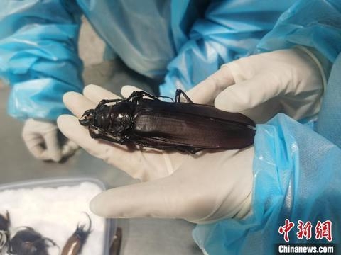 北京海关首次截获体型最大天牛标本-1.jpg