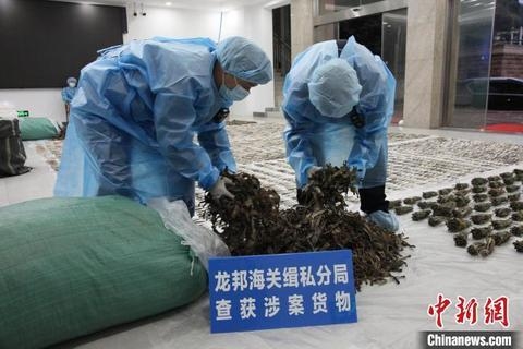 南宁海关查获涉嫌走私海马干7535尾-1.jpg