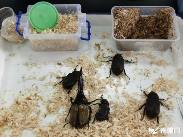 甲虫界坦克来袭！厦门海关首次查获5只活体长戟大兜虫「组图」-2.jpg