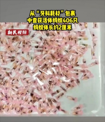 头皮发麻！蟑螂竟当成宠物网上售卖？上海海关截获的外来生物还不止这些-4.jpg