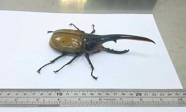 海关截获世界最长甲虫，力量奇大被称“大力神”，已成异宠界新宠-8.jpg