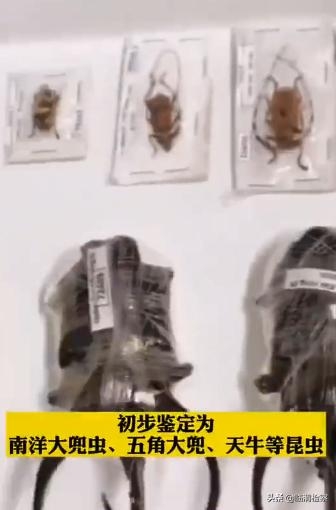 玩具“变”甲虫！西安邮局海关在进境邮件中查获大量昆虫标本-1.jpg
